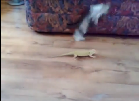  Sötchock, Katt, Ödla, VideoExtra